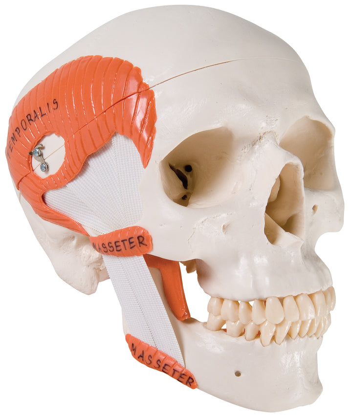 3B Functional Skull  w/ Masticator Muscles 2-part