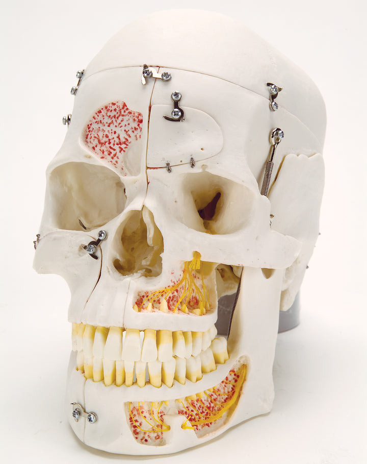 3B Deluxe Demonstration Skull 10-part