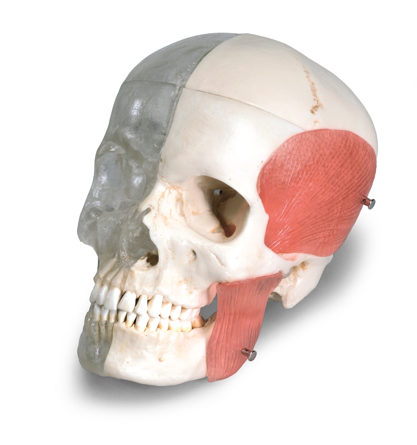3B System Skull comb. transp./Bony Sk. 8-part