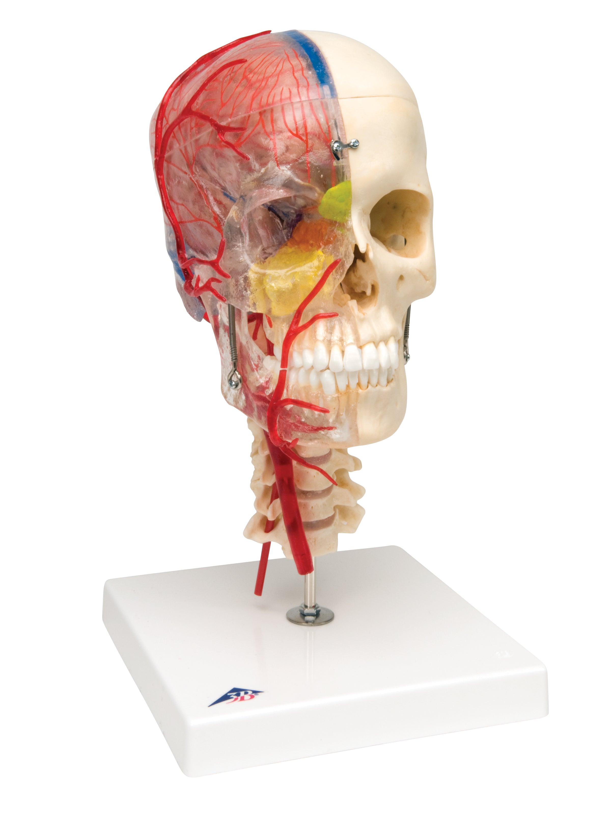 3B System Skull didactic deluxe skull 7-part