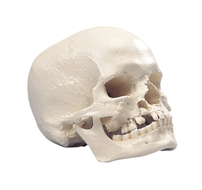 Human Skull Models