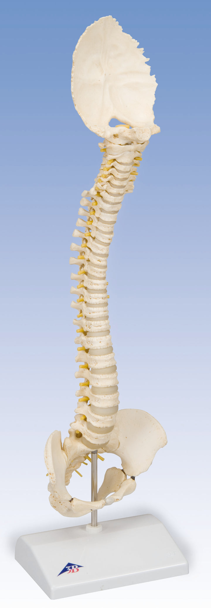 3B 3B BONElikeÃ¢â€žÂ¢ Pediatric Spine Human Child Vertebral Column