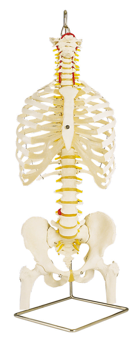 3B Classic Flexible Spine w/ Ribs and Femur Heads