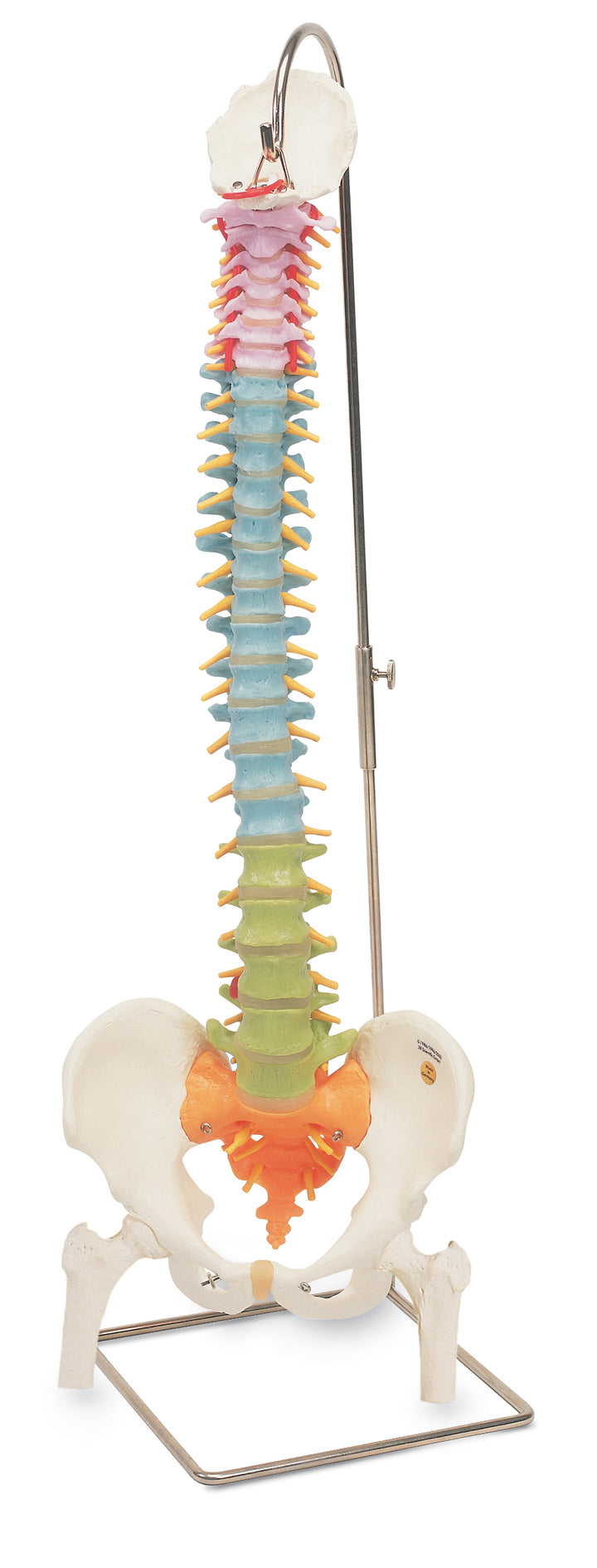 3B Didactic Flexible Spine w/ Femur Heads