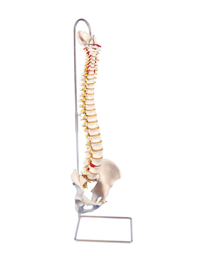 3B Lifetime Flexible Spine