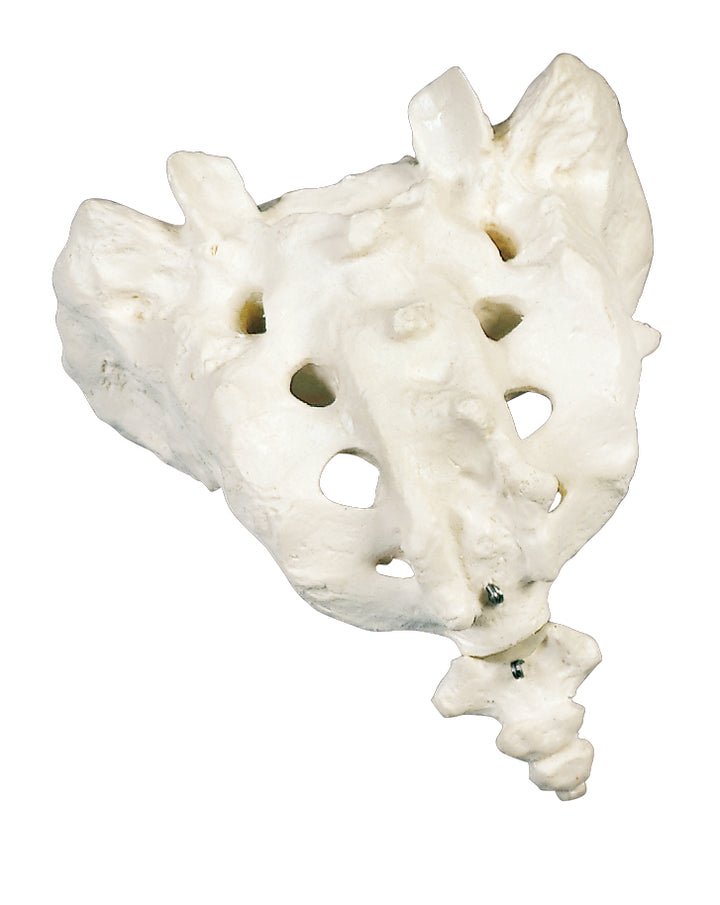 3B Sacrum and Coccyx