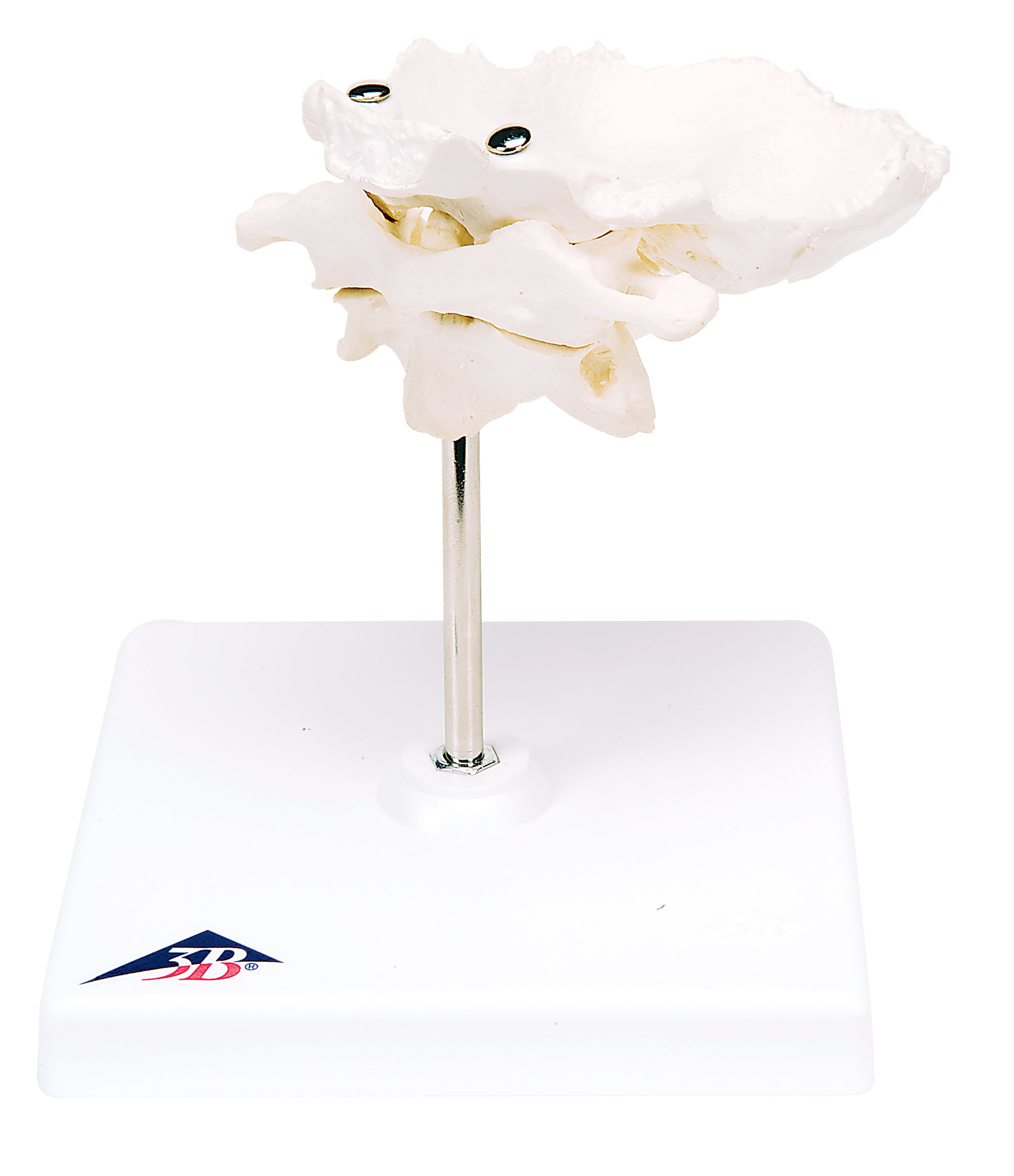 3B Atlas and Axis w/ Occipital Plate on stand