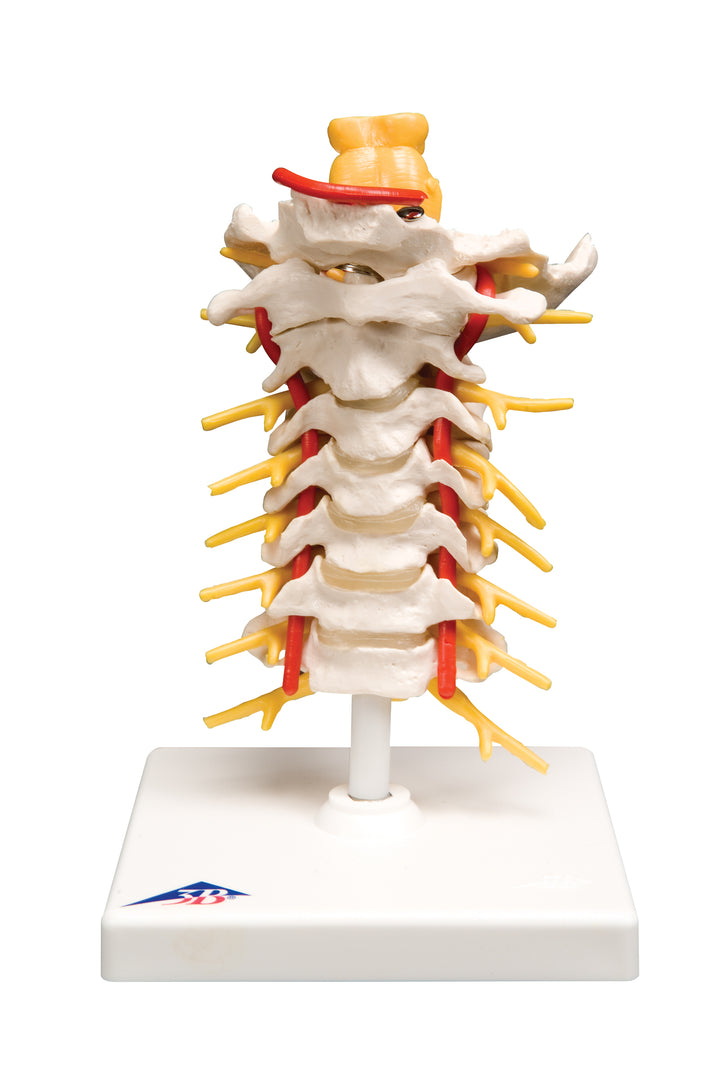 3B Cervical Spinal Column