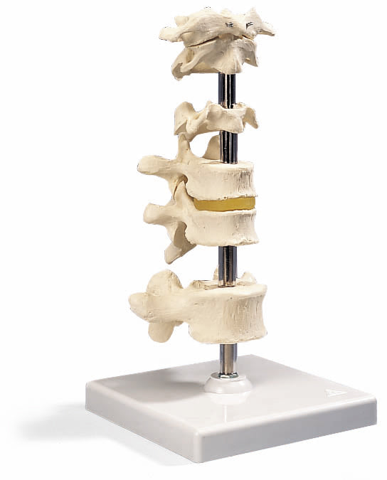 3B 6 Representative Vertebrae