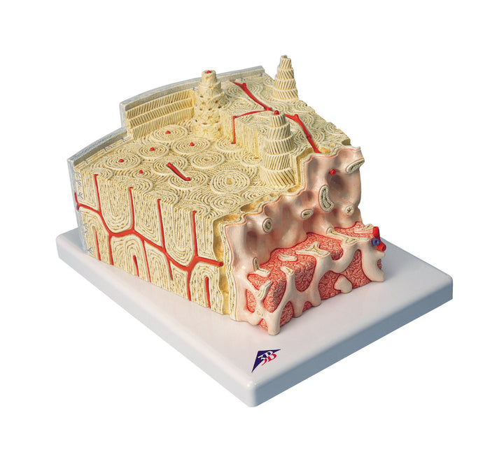 3B Bone Structure Model Enlarged 80 times