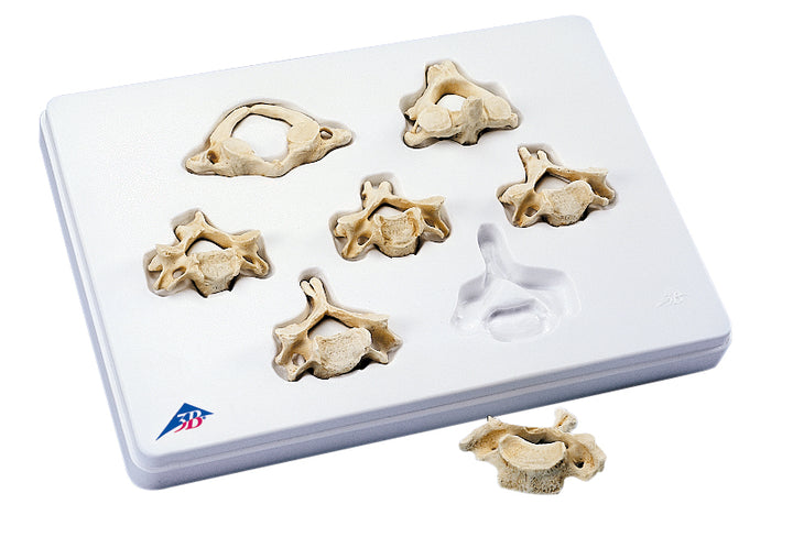 3B Set of 7 Cervical Vertebrae