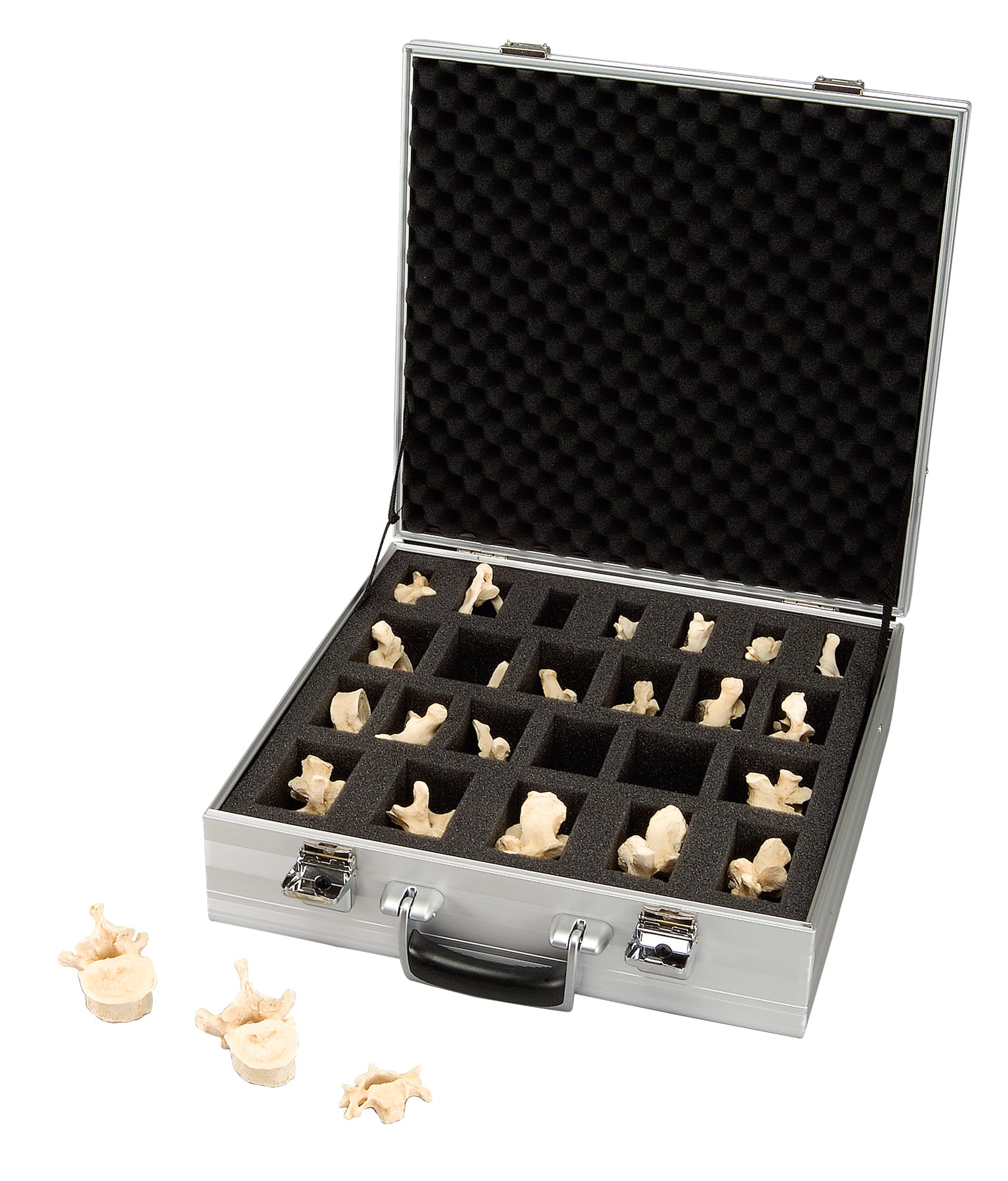 3B Suitcase Set of 24 3B BONElikeÃ¢â€žÂ¢ Vertebrae