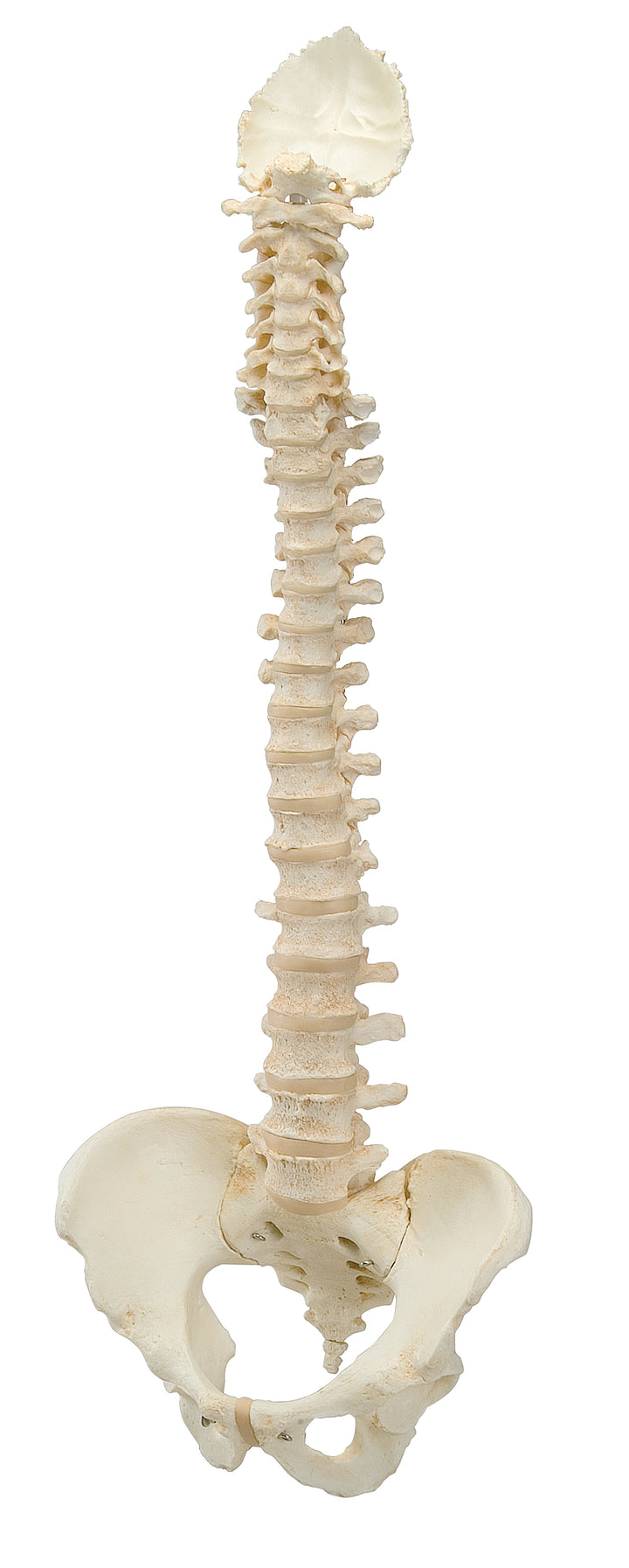 3B 3B BONElikeÃ¢â€žÂ¢ Spinal column (complete mounted)