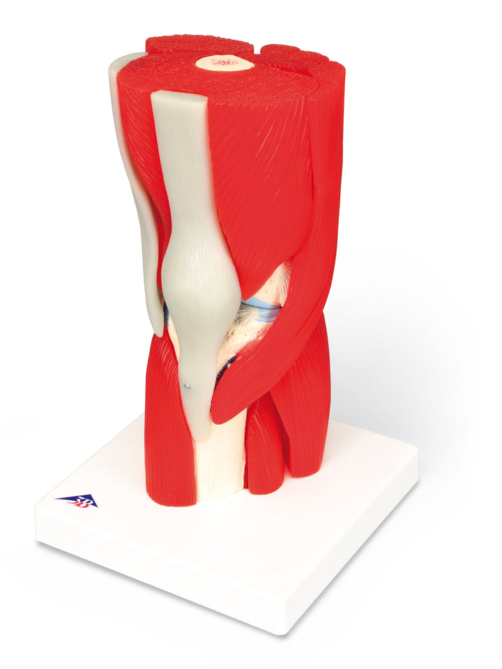 3B Knee Joint w/ removable Muscles