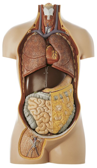 SOMSO Torso of Young Man without Head
