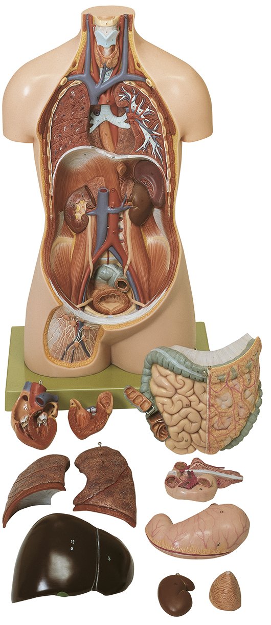 SOMSO Torso of Young Man without Head