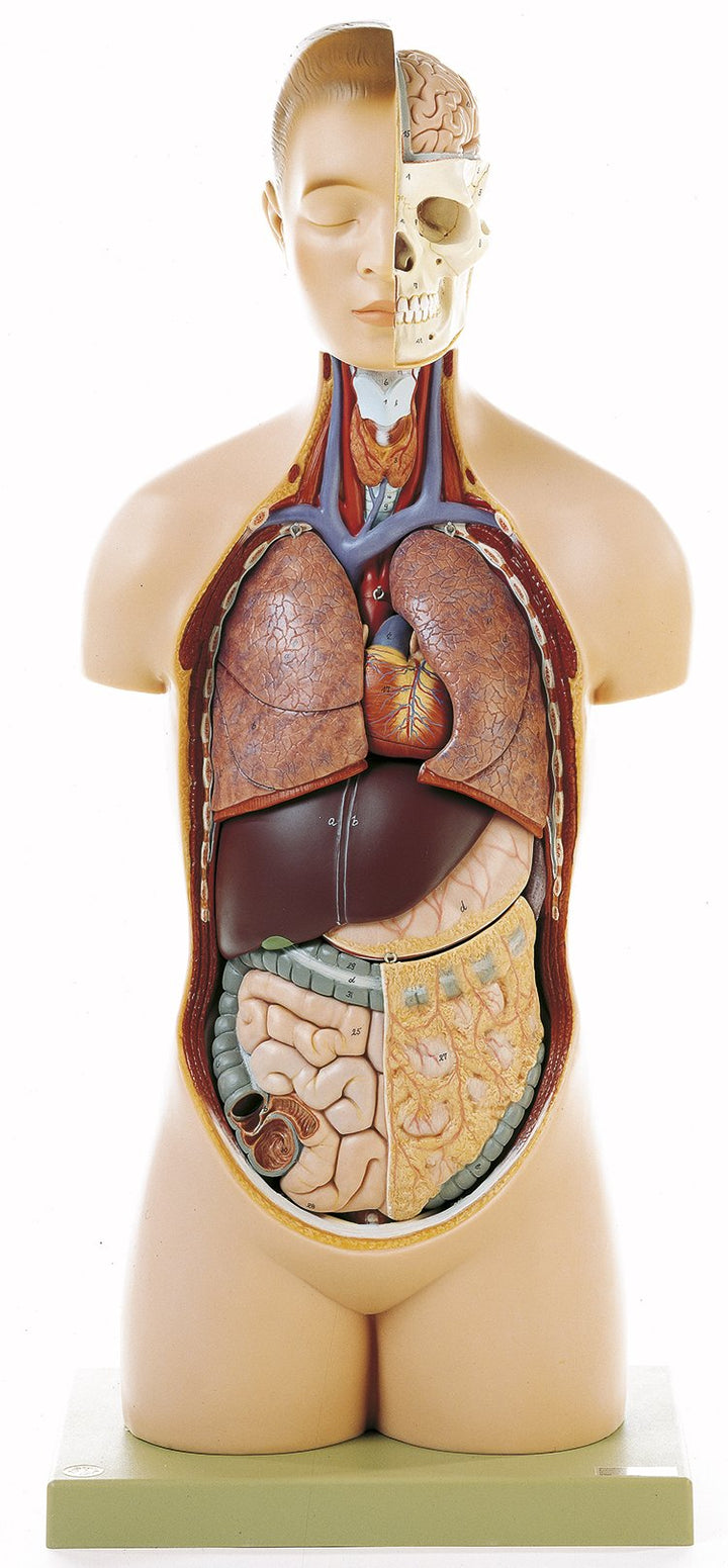 SOMSO Torso of Young Man with Head