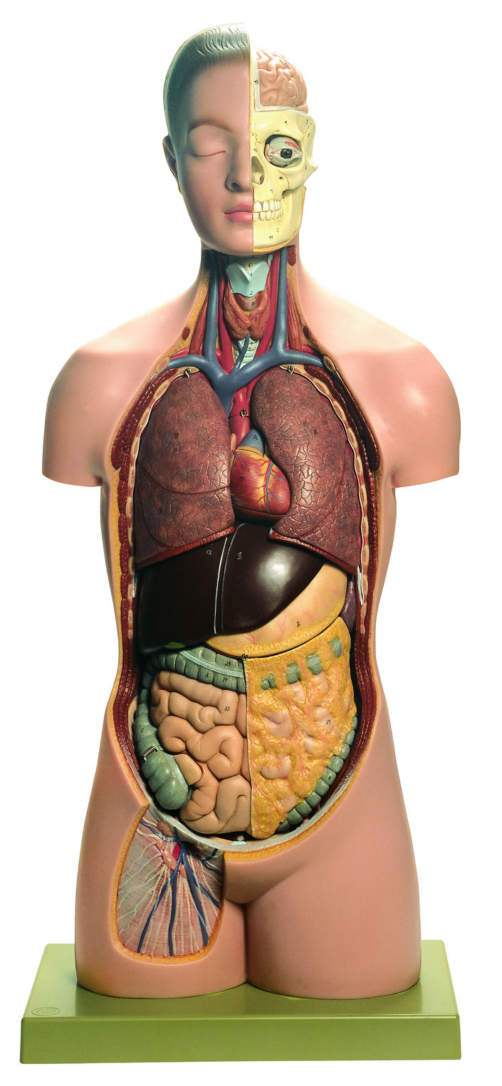 SOMSO Torso of Young Man with Head