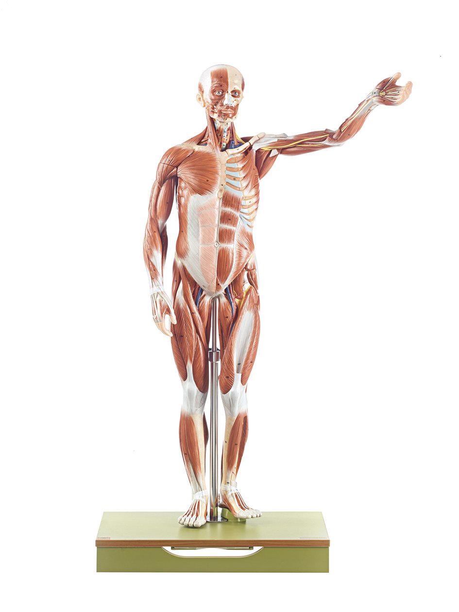 SOMSO Male Muscle Figure