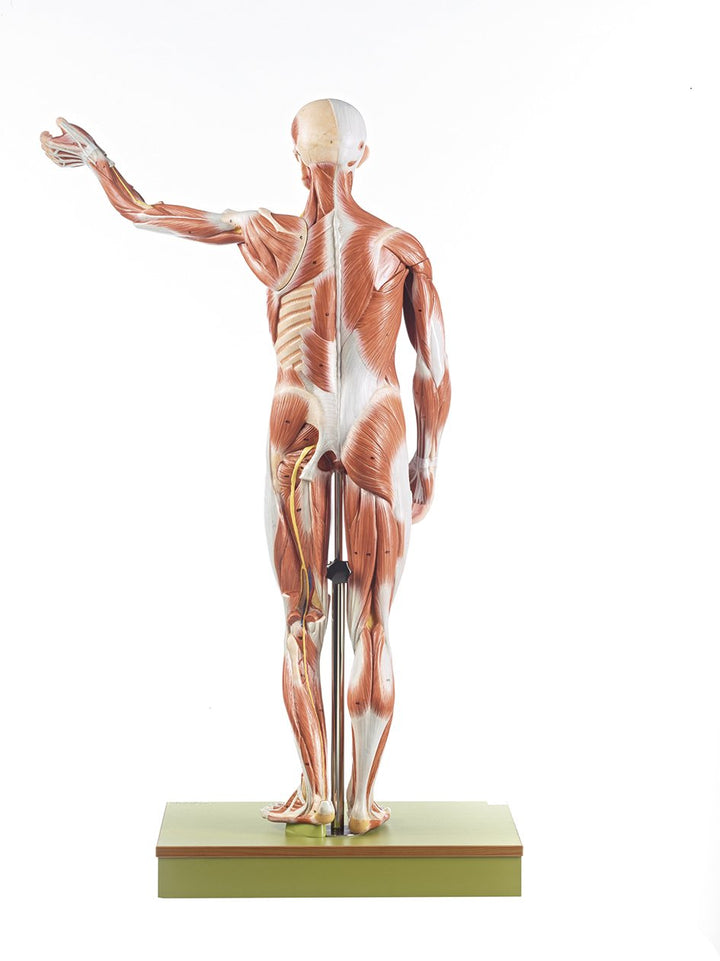 SOMSO Male Muscle Figure