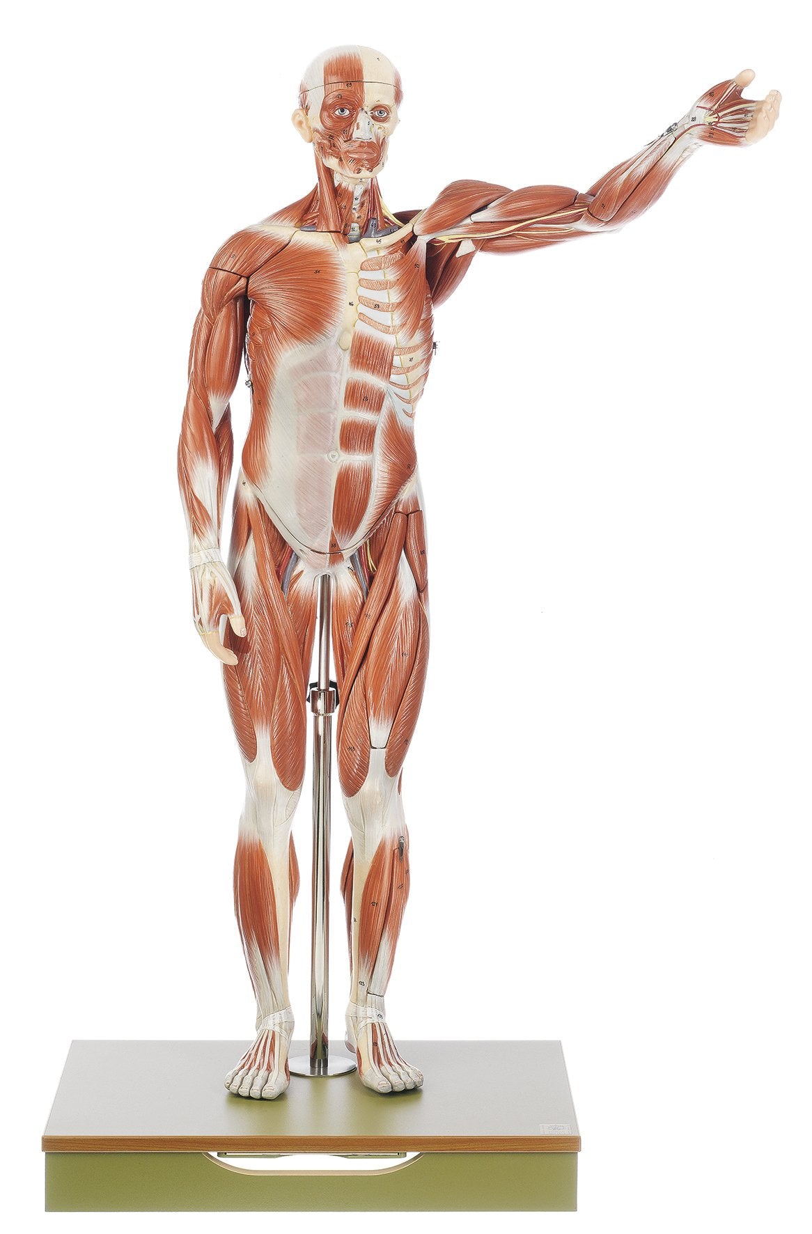SOMSO Male Muscle Figure AS 1