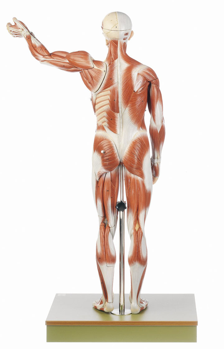 SOMSO Male Muscle Figure AS 1