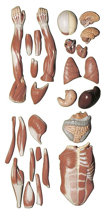 SOMSO Male Muscle Figure AS 1