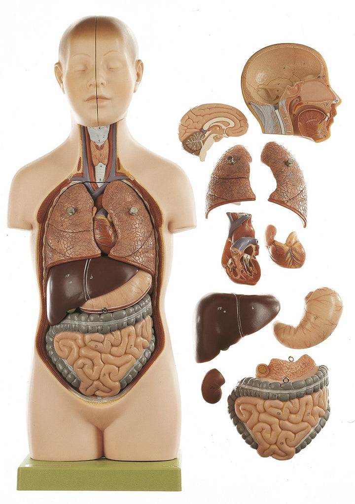 SOMSO Small Torso of Young Man with Head