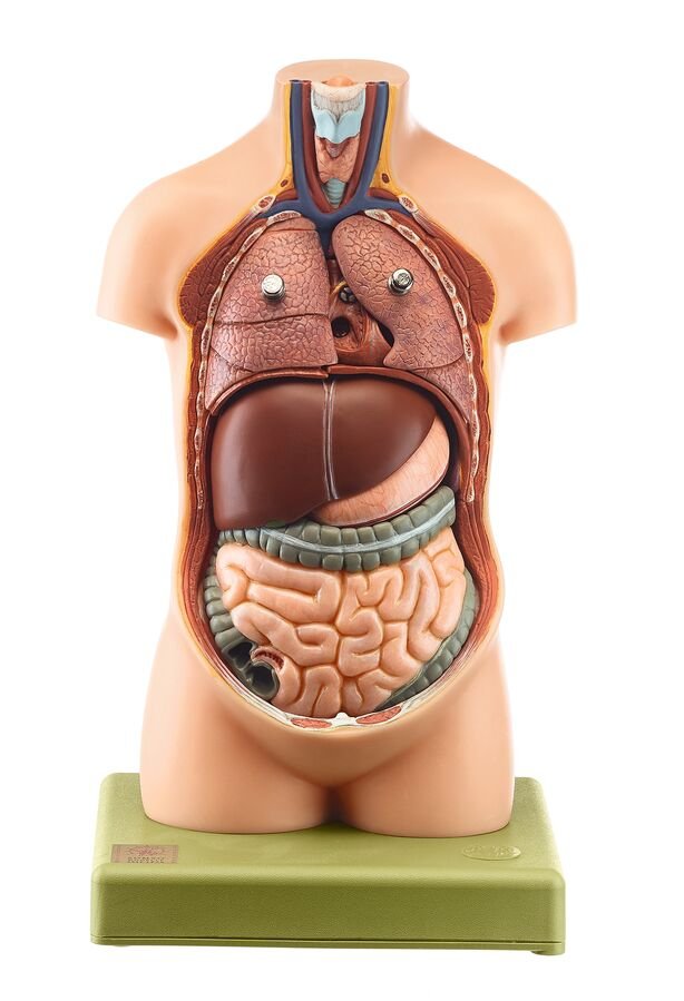 SOMSO Small Torso of Young Man without Head (not ill.)