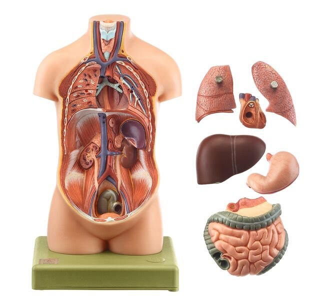 SOMSO Small Torso of Young Man without Head (not ill.)