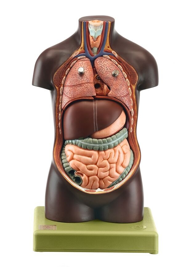 SOMSO Small Torso of Young Man without Head