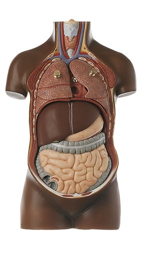 SOMSO Small Torso of Young Man without Head