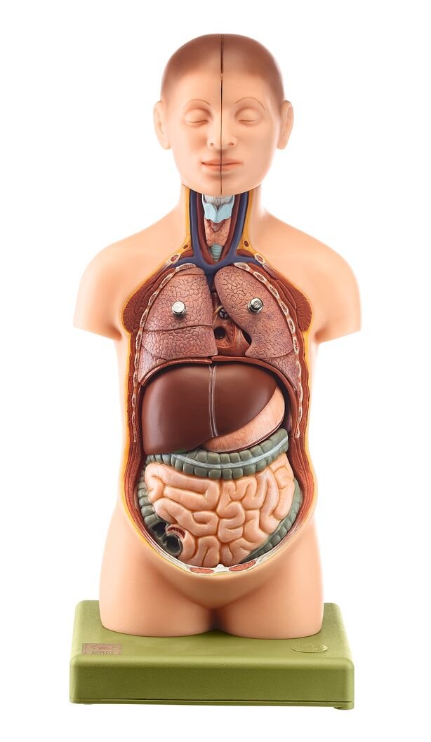 SOMSO Small Torso of Young Man with Head