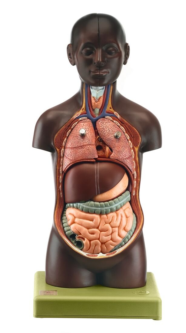 SOMSO Small Torso of Young Man with Head