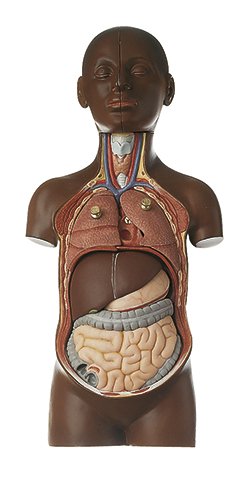 SOMSO Small Torso of Young Man with Head