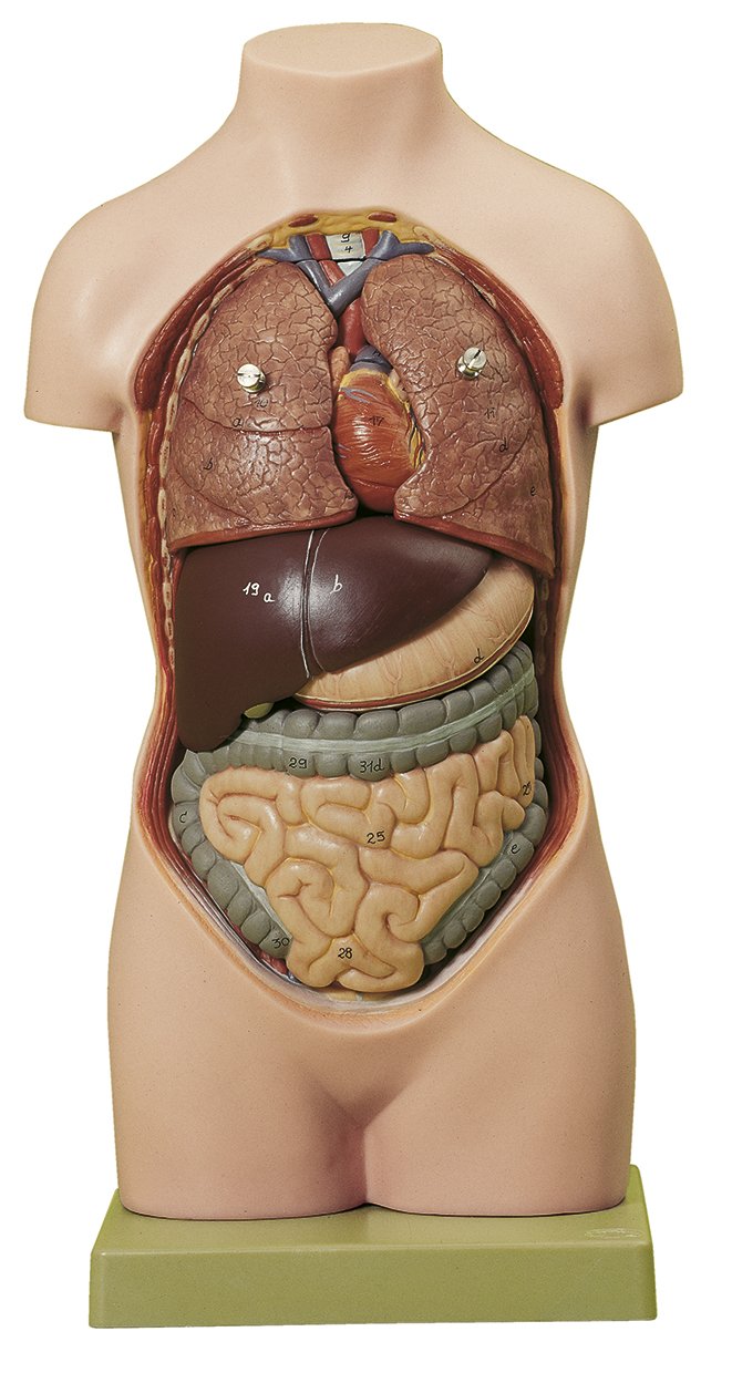 SOMSO Small Torso of Young Man without Head (not ill.)