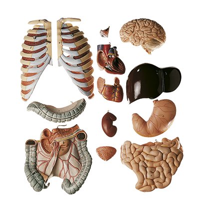 SOMSO Male Torso with Head