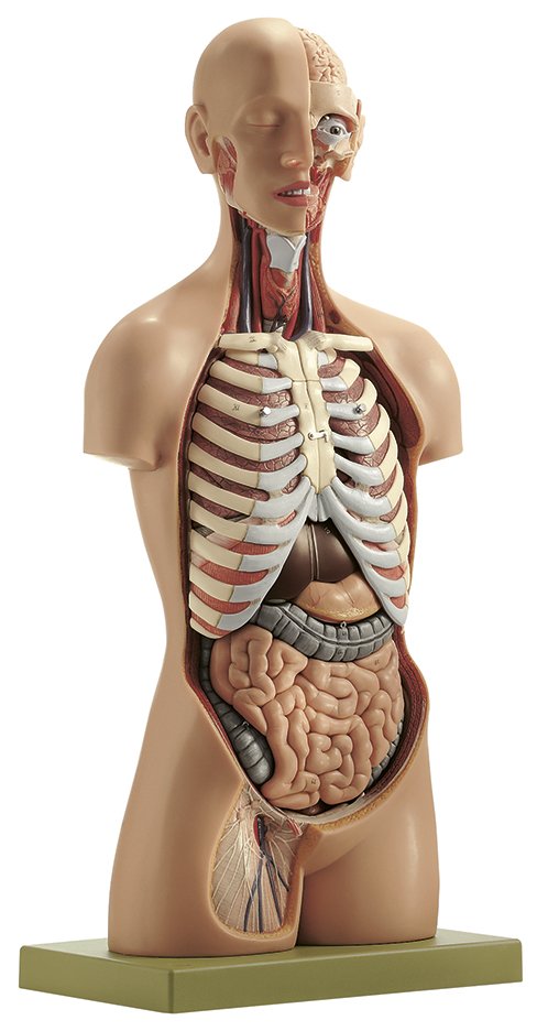 SOMSO Male Torso with Head