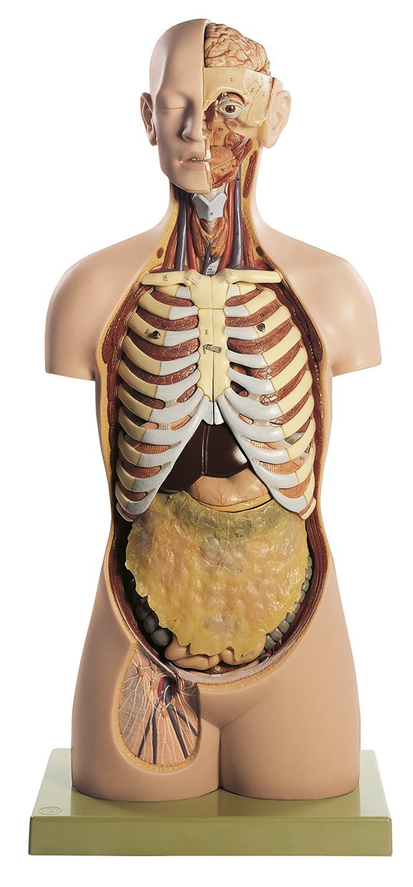 SOMSO Male Torso with Head and Open Back
