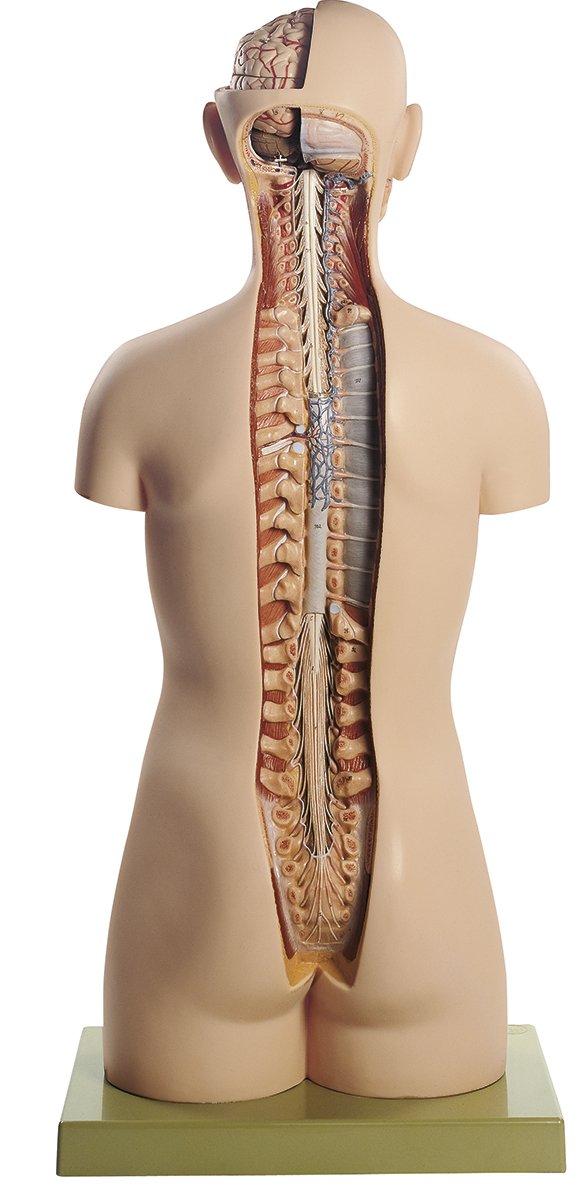 SOMSO Male Torso with Head and Open Back