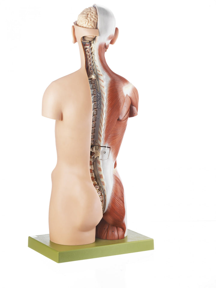 SOMSO Torso with Head and Open Back