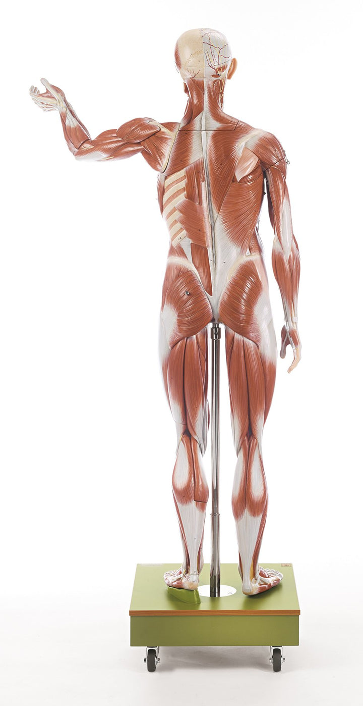 SOMSO Male Muscle Figure