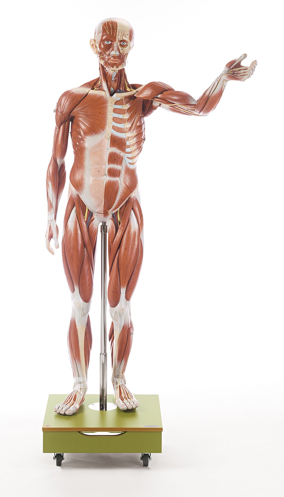 SOMSO Male Muscle Figure