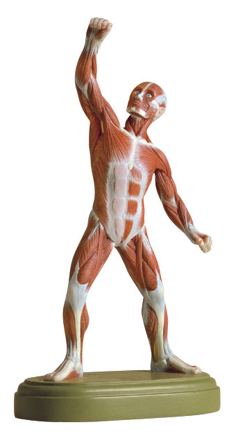 SOMSO Muscle Figure