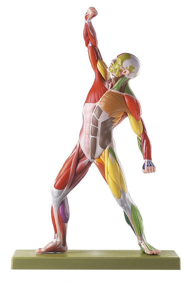 SOMSO Male Muscle Figure with Colour Coding for the Identification of Motor Innervation