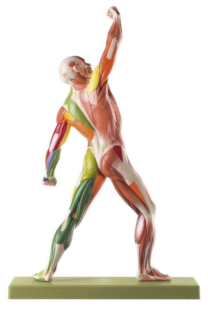 SOMSO Male Muscle Figure with Colour Coding for the Identification of Motor Innervation