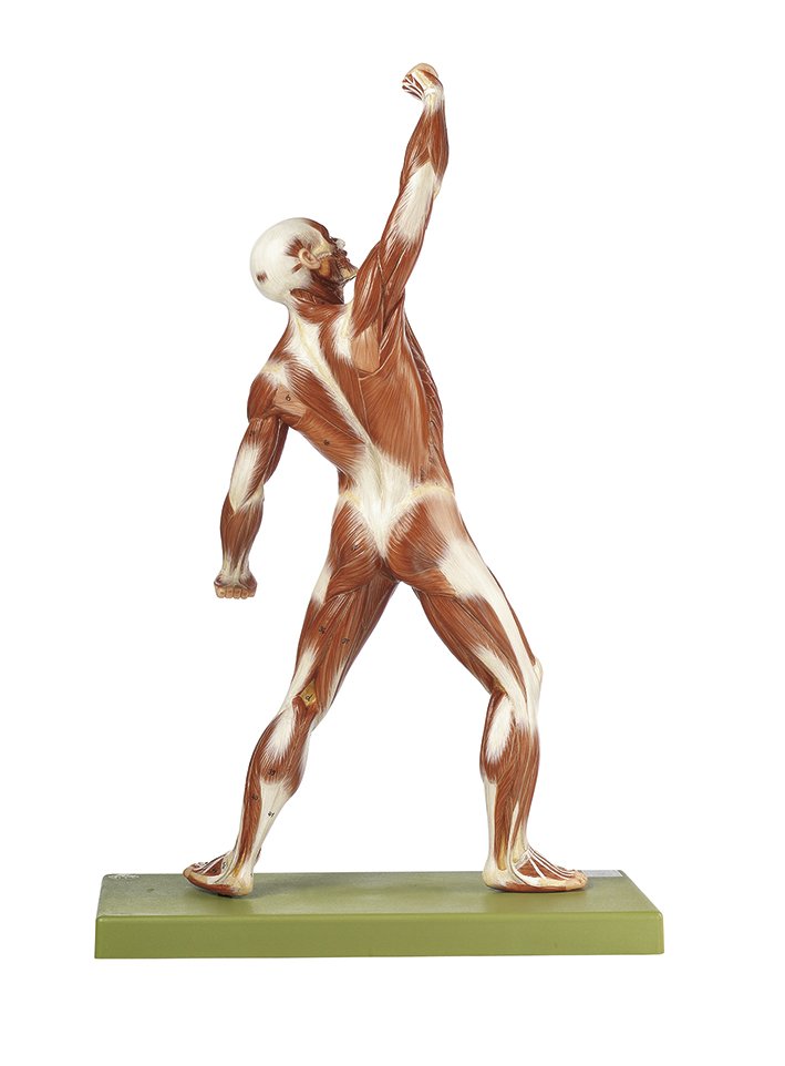 SOMSO Male Muscle Figure