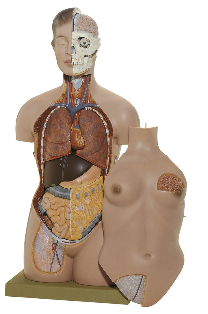 SOMSO Female Torso with Head