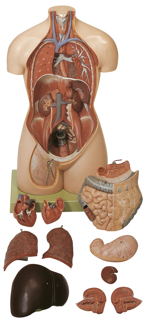 SOMSO Female Torso without Head