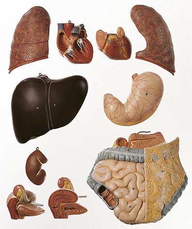 SOMSO Female Torso without Head